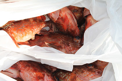 松本釣船2 釣果