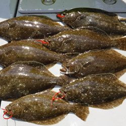 松本釣船2 釣果