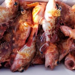 オーフリー 釣果