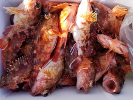 オーフリー 釣果