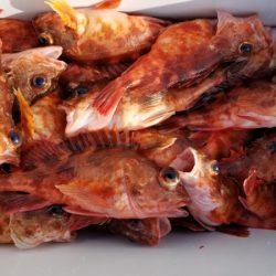 オーフリー 釣果