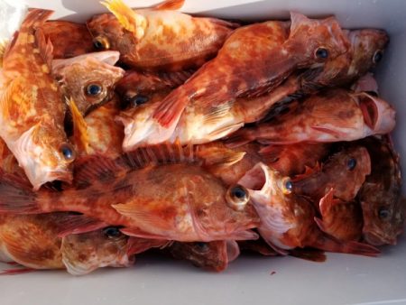 オーフリー 釣果