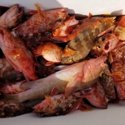 オーフリー 釣果