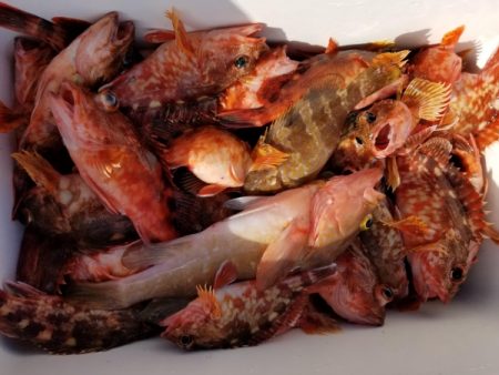 オーフリー 釣果