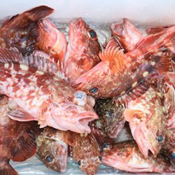 松本釣船２ 釣果