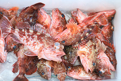 松本釣船２ 釣果