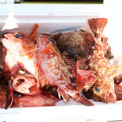 松本釣船２ 釣果