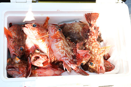 松本釣船２ 釣果