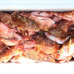 松本釣船２ 釣果