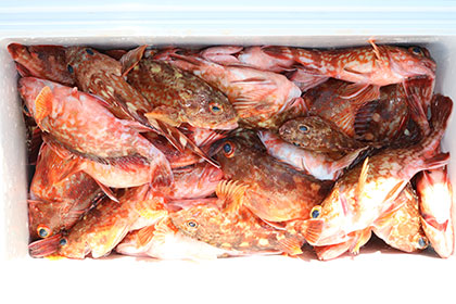 松本釣船２ 釣果