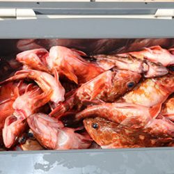 松本釣船２ 釣果