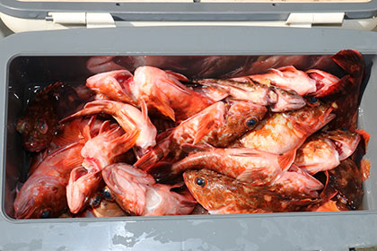 松本釣船２ 釣果