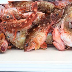 松本釣船２ 釣果