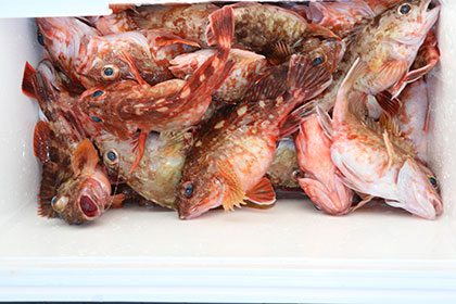 松本釣船２ 釣果