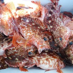 松本釣船２ 釣果