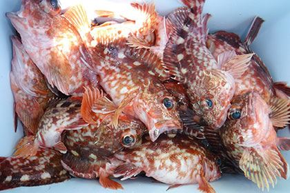 松本釣船２ 釣果