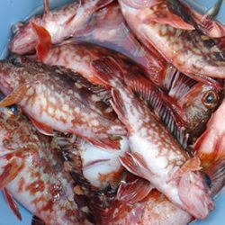 松本釣船２ 釣果