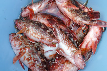 松本釣船２ 釣果