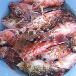 松本釣船２ 釣果