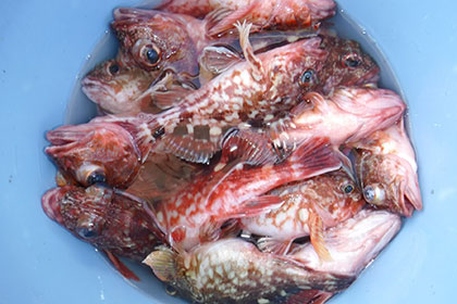 松本釣船２ 釣果