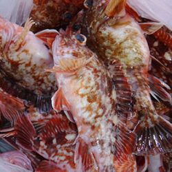 松本釣船２ 釣果