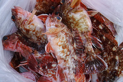 松本釣船２ 釣果