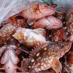 松本釣船２ 釣果