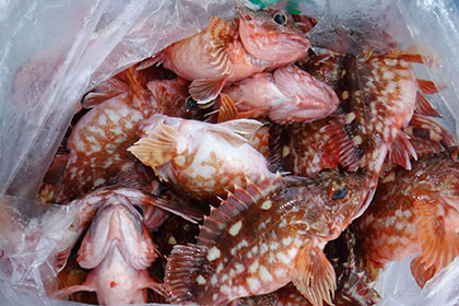 松本釣船２ 釣果