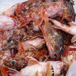 松本釣船２ 釣果