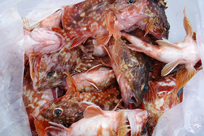 松本釣船２ 釣果