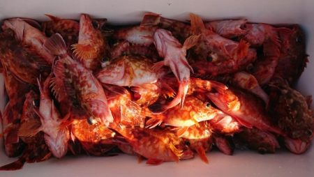 オーフリー 釣果