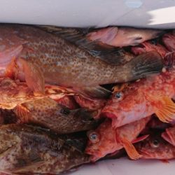 オーフリー 釣果