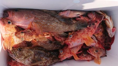 オーフリー 釣果