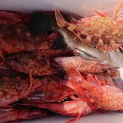 オーフリー 釣果