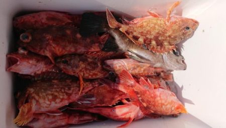 オーフリー 釣果