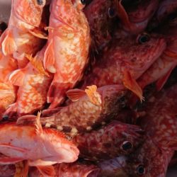 オーフリー 釣果