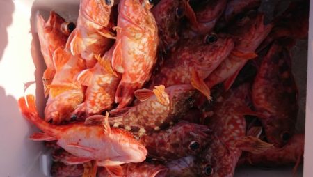 オーフリー 釣果