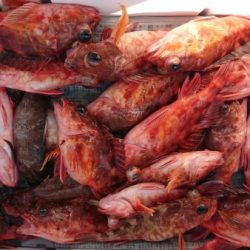 オーフリー 釣果