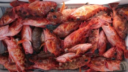 オーフリー 釣果