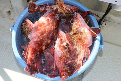 松本釣船２ 釣果