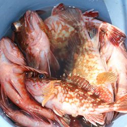 松本釣船２ 釣果