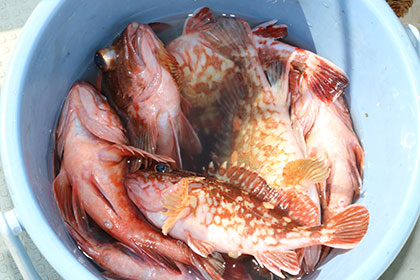 松本釣船２ 釣果