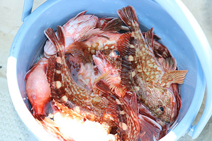 松本釣船２ 釣果