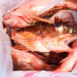 松本釣船２ 釣果