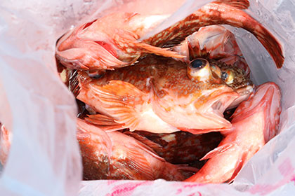 松本釣船２ 釣果