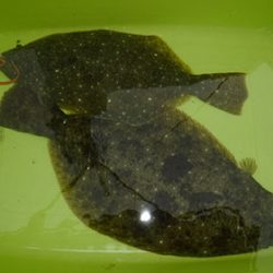 松本釣船２ 釣果