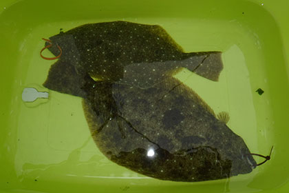 松本釣船２ 釣果