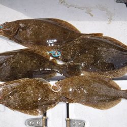 松本釣船２ 釣果