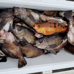 オーフリー 釣果