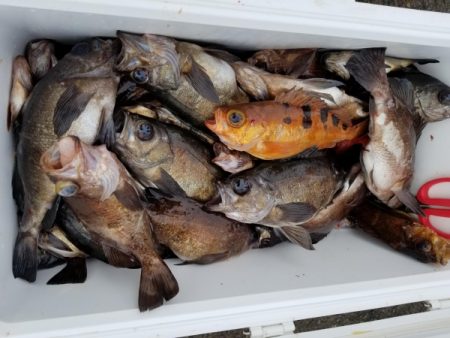 オーフリー 釣果